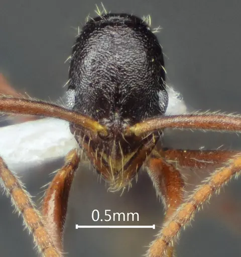 Leptogenys laozii specimen