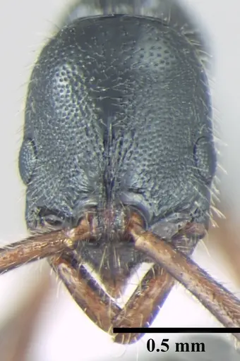 Leptogenys lattkei specimen