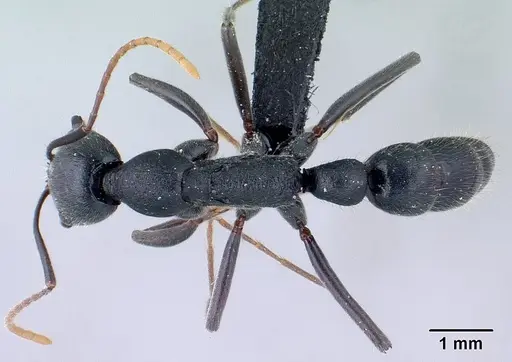 Leptogenys lavavava specimen