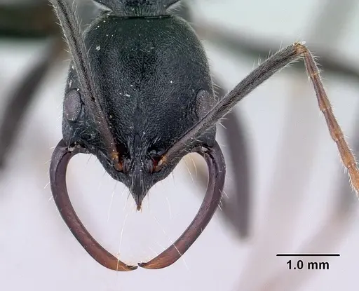 Leptogenys lavavava specimen