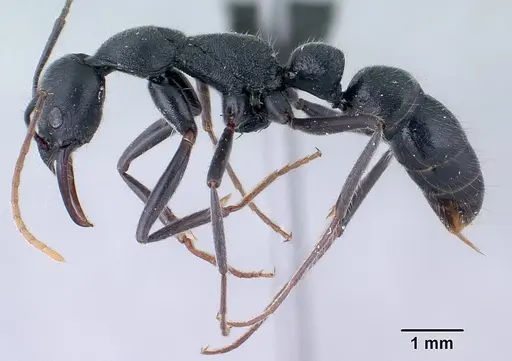 Leptogenys lavavava specimen