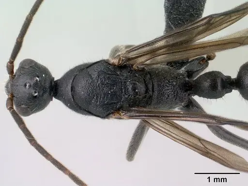 Leptogenys lavavava - CASENT0135859