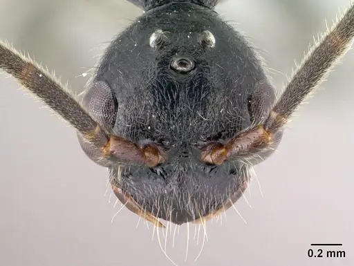 Leptogenys lavavava - CASENT0135859