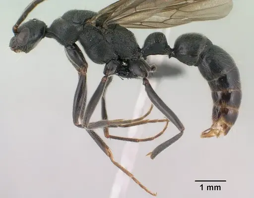 Leptogenys lavavava - CASENT0135859