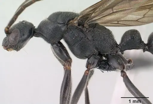 Leptogenys lavavava - CASENT0135859