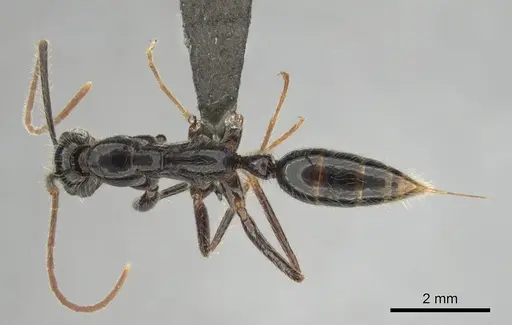 Leptogenys leiothorax specimen