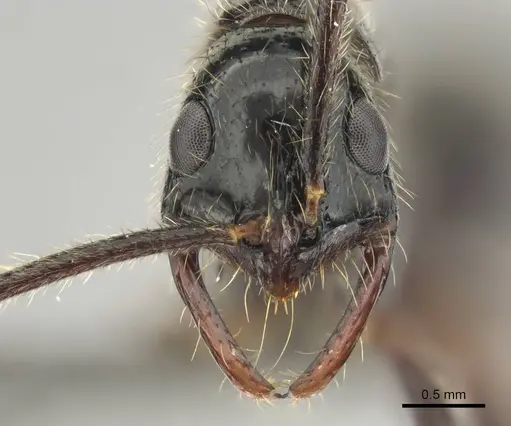 Leptogenys leiothorax specimen