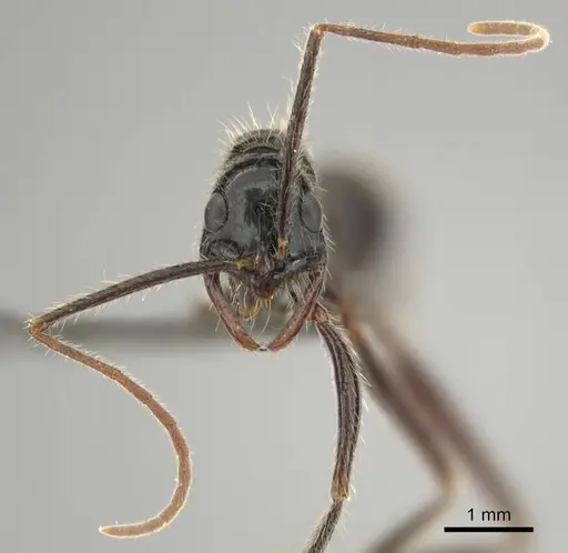 Leptogenys leiothorax specimen