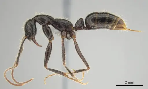 Leptogenys leiothorax - CASENT0251928