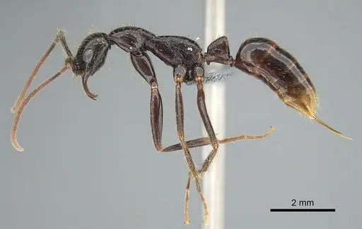 Leptogenys leiothorax - CASENT0814811