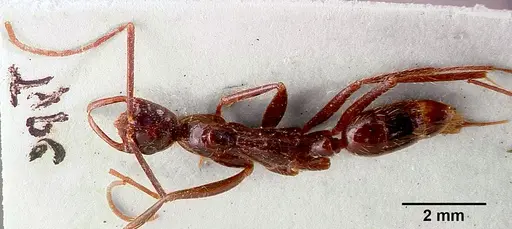 Leptogenys leiothorax - SAM-ENT-0011536