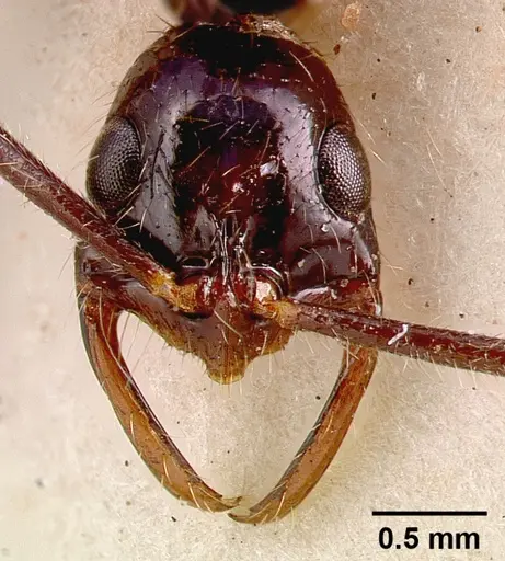 Leptogenys leiothorax - SAM-ENT-0011536