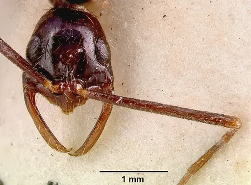 Leptogenys leiothorax - SAM-ENT-0011536