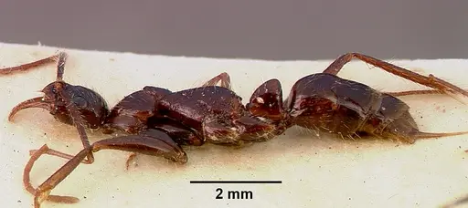 Leptogenys leiothorax - SAM-ENT-0011536