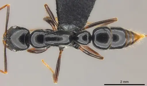Leptogenys letilae specimen