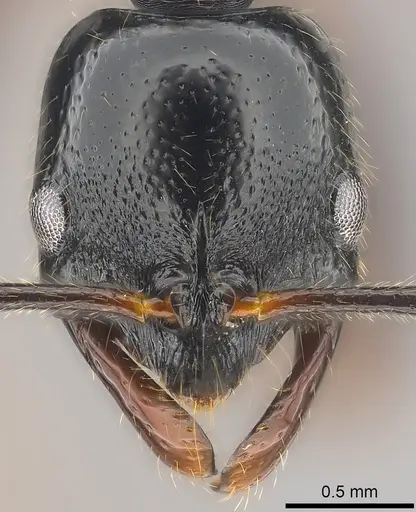 Leptogenys letilae specimen