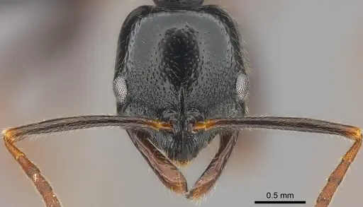 Leptogenys letilae specimen