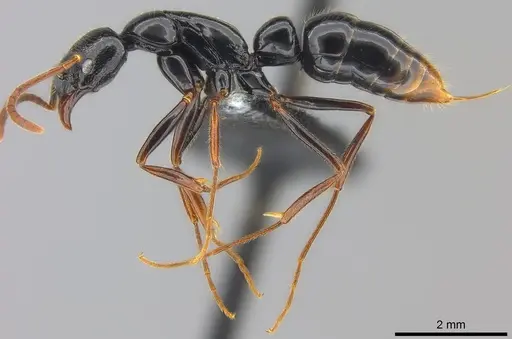 Leptogenys letilae - CASENT0186196