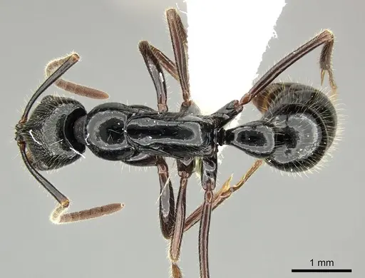 Leptogenys letilae - CASENT0270559