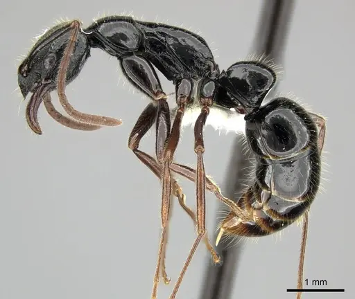 Leptogenys letilae - CASENT0270559
