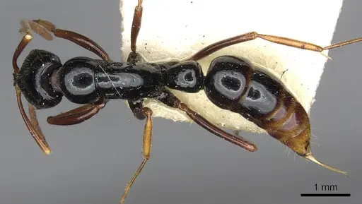 Leptogenys letilae - CASENT0902616