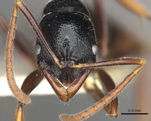 Leptogenys letilae - CASENT0902616