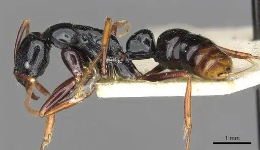 Leptogenys letilae - CASENT0902616