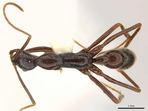 Leptogenys linda specimen