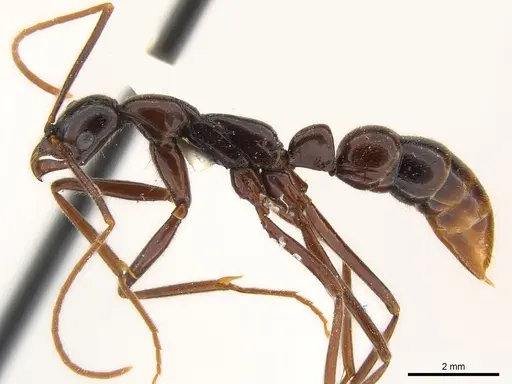 Leptogenys linda specimen