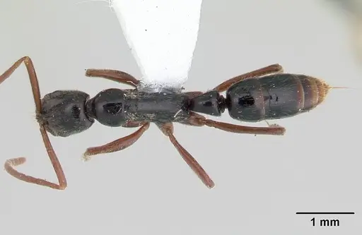 Leptogenys linearis specimen