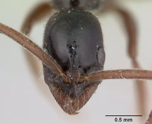 Leptogenys linearis specimen