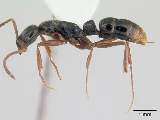 Leptogenys linearis specimen