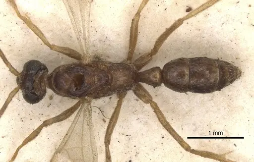 Leptogenys linearis - CASENT0901357