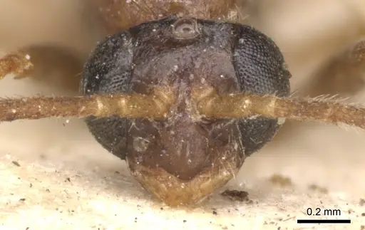 Leptogenys linearis - CASENT0901357