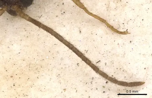 Leptogenys linearis - CASENT0901357