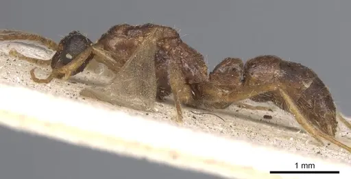 Leptogenys linearis - CASENT0901357