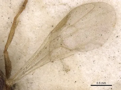 Leptogenys linearis - CASENT0901357