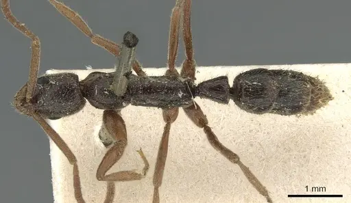 Leptogenys linearis - CASENT0902626