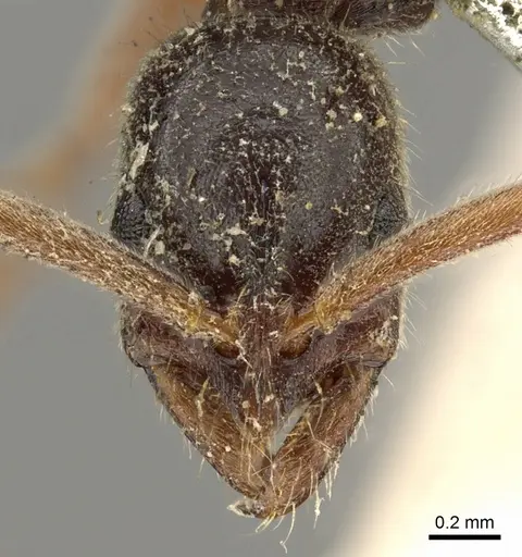 Leptogenys linearis - CASENT0902626