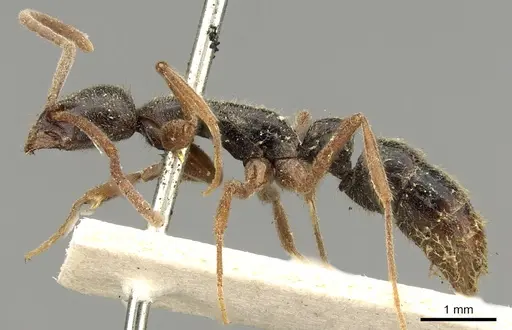 Leptogenys linearis - CASENT0902626