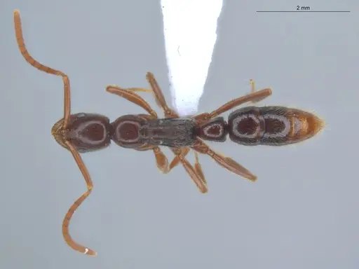 Leptogenys linearis - ECOFOG-KR17-0025-09