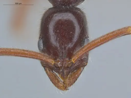 Leptogenys linearis - ECOFOG-KR17-0025-09