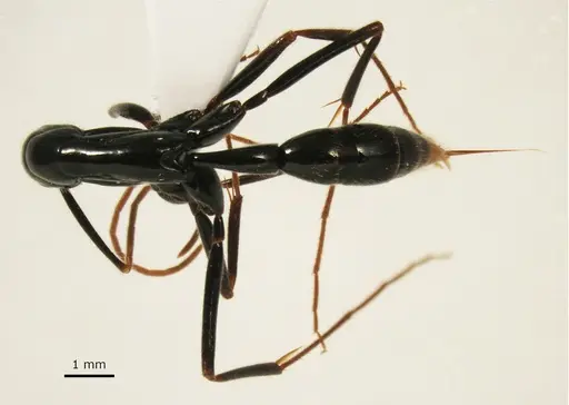 Leptogenys loarelae specimen