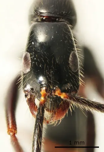 Leptogenys loarelae specimen