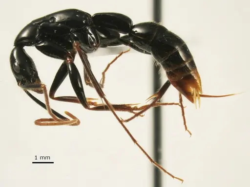 Leptogenys loarelae specimen
