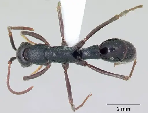 Leptogenys lohahela specimen