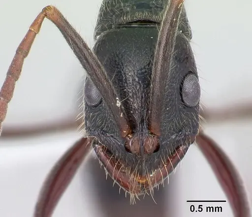 Leptogenys lohahela specimen