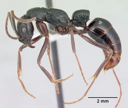 Leptogenys lohahela specimen