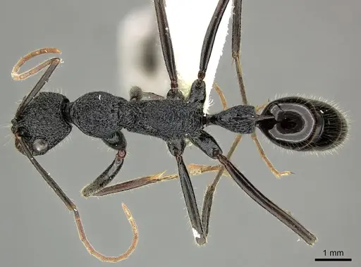 Leptogenys longensis specimen