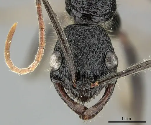 Leptogenys longensis specimen